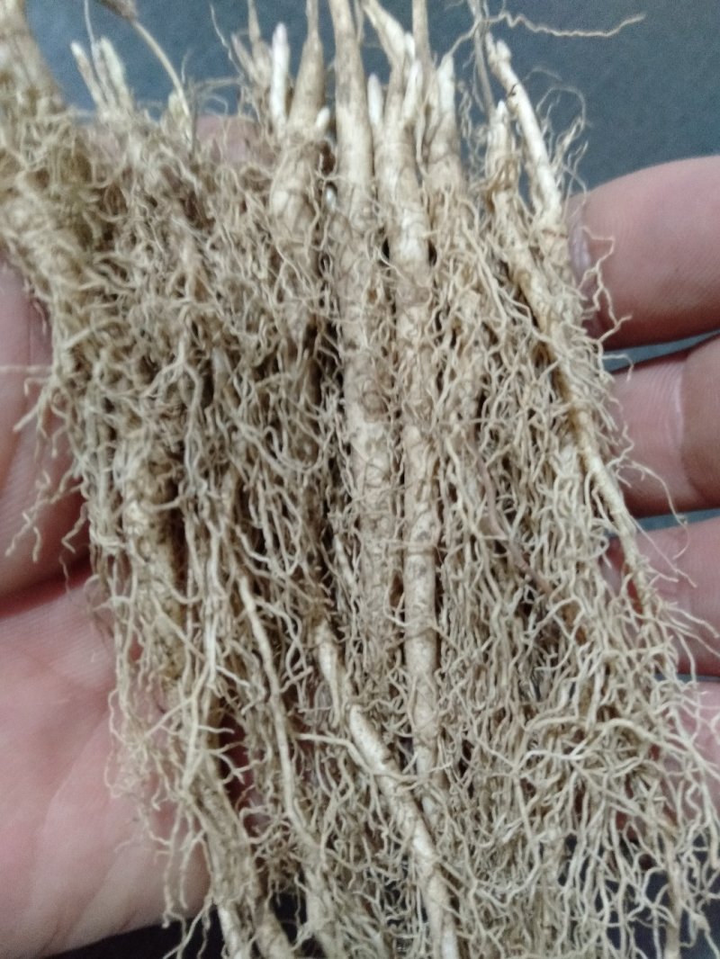 野生优质白鲜皮苗