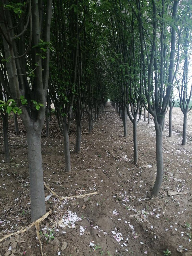 九个西府海棠