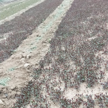 甜茶小水苗，