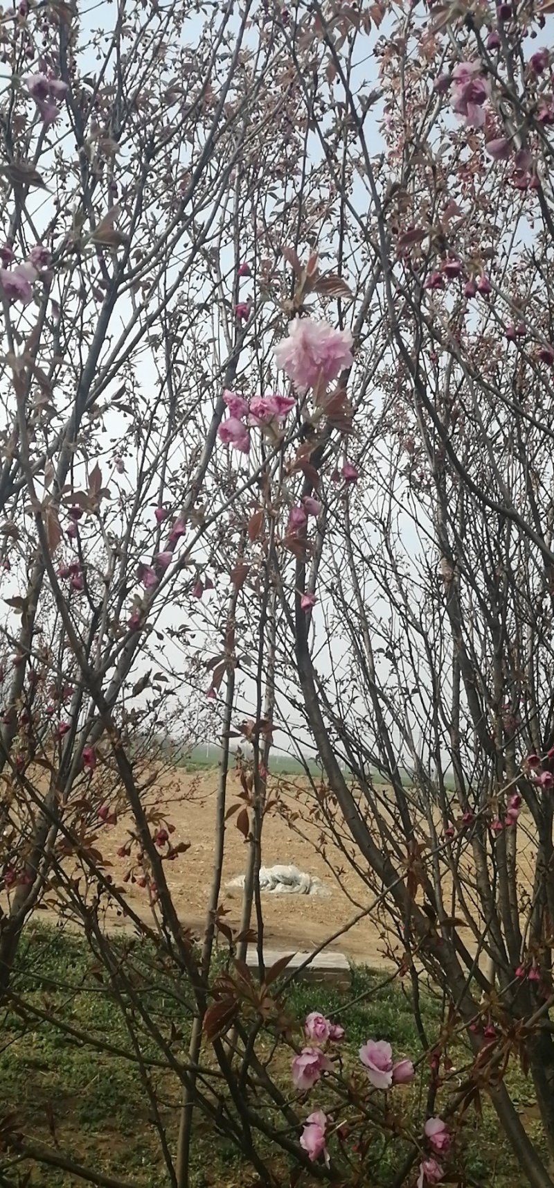 樱花树