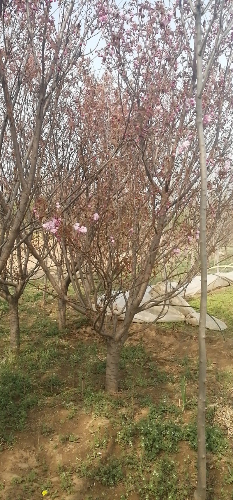 樱花树