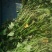 好苗推荐白哈密红薯苗西瓜红济薯商薯等全国发货可视频