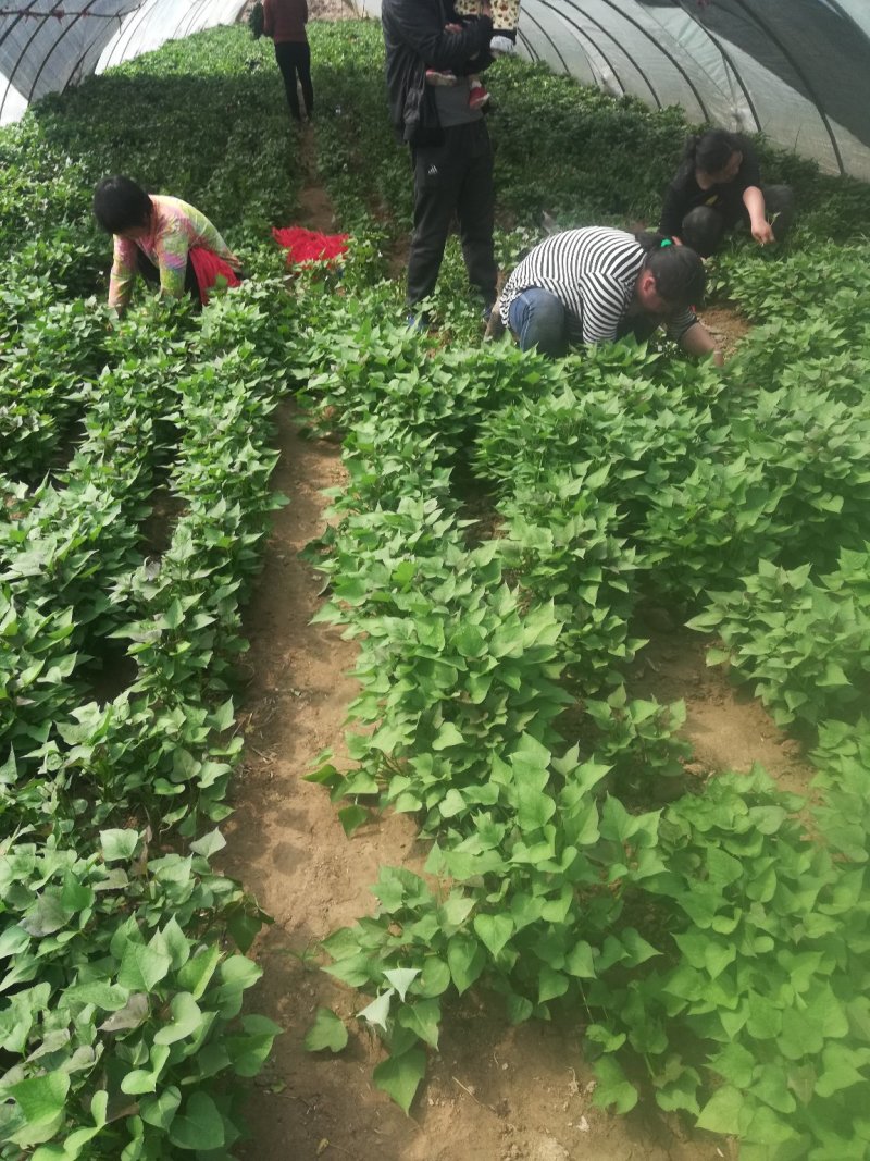 好苗推荐白哈密红薯苗西瓜红济薯商薯等全国发货可视频