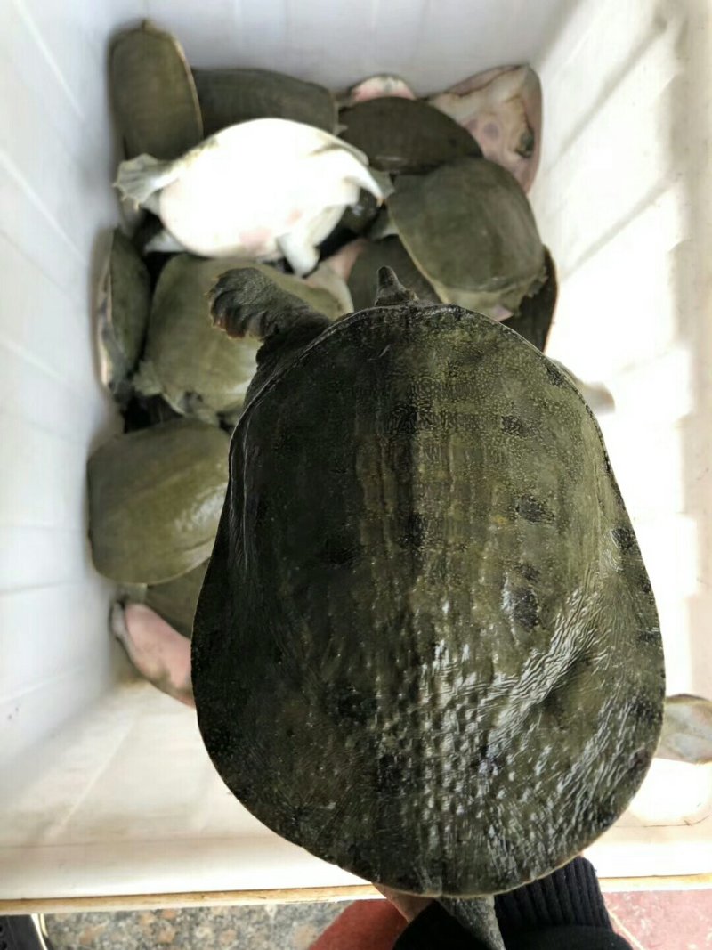 批发零售冷甲鱼苗中华甲鱼苗，免费提供养殖技术
