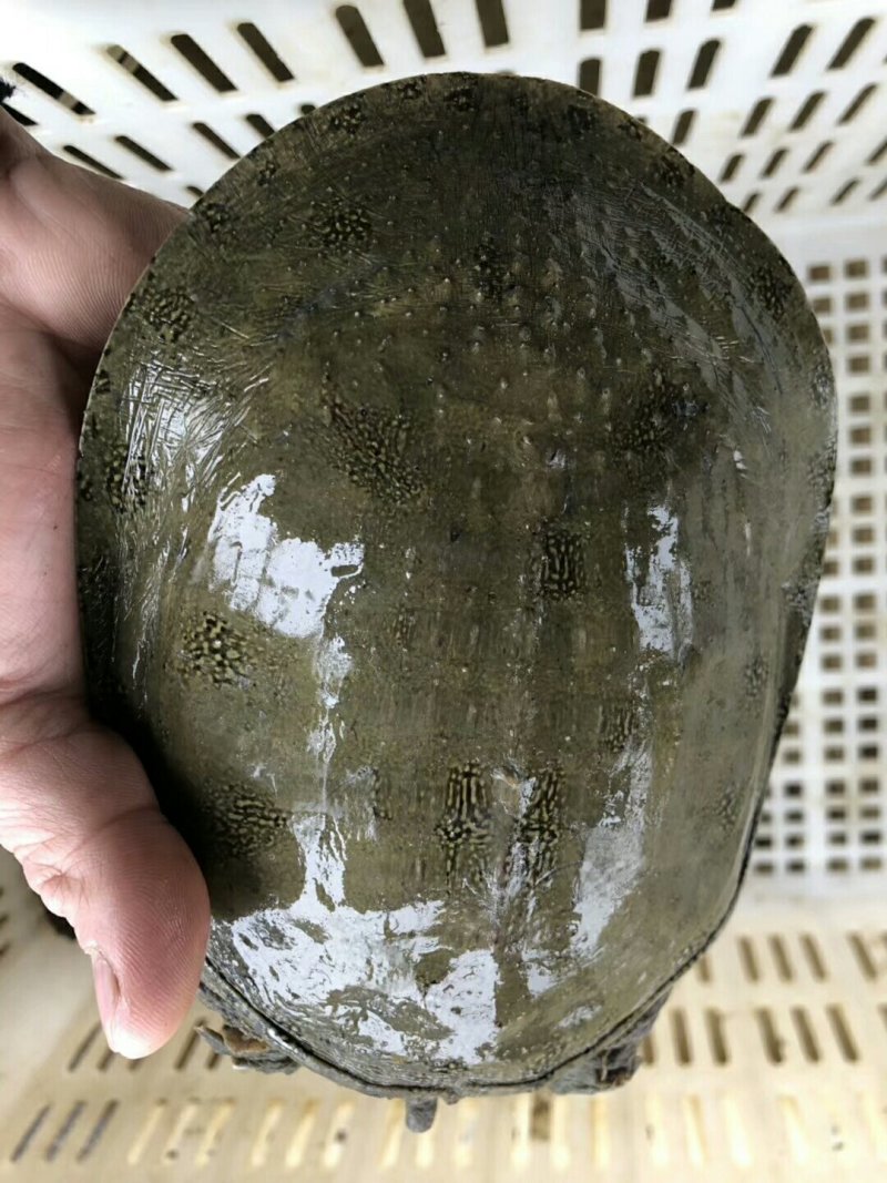 批发零售冷甲鱼苗中华甲鱼苗，免费提供养殖技术