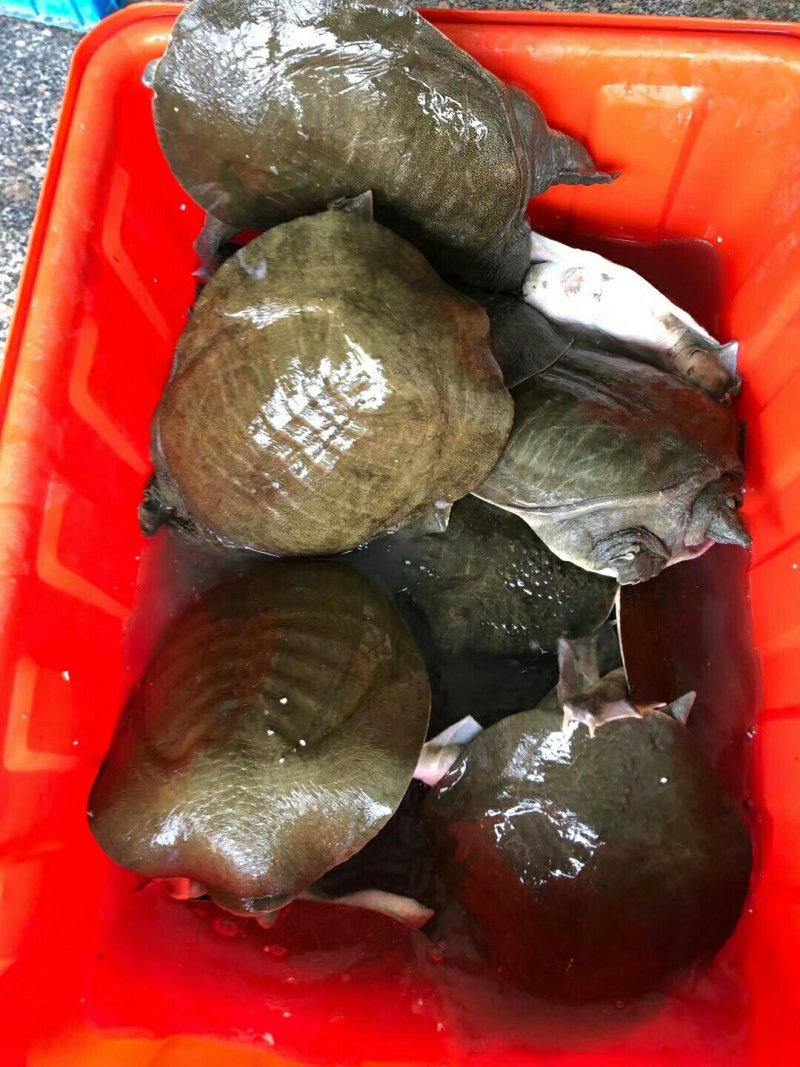 批发零售冷甲鱼苗中华甲鱼苗，免费提供养殖技术