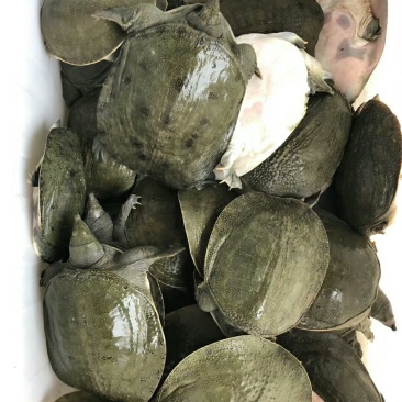 批发零售冷甲鱼苗中华甲鱼苗，免费提供养殖技术