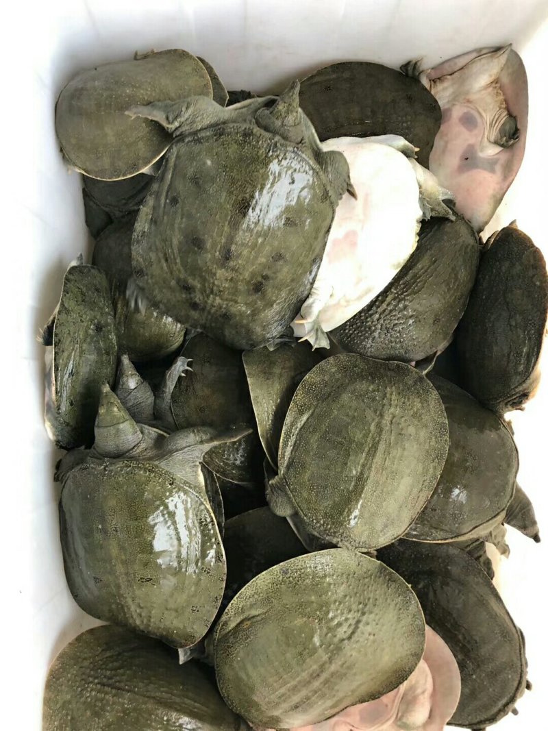 批发零售冷甲鱼苗中华甲鱼苗，免费提供养殖技术