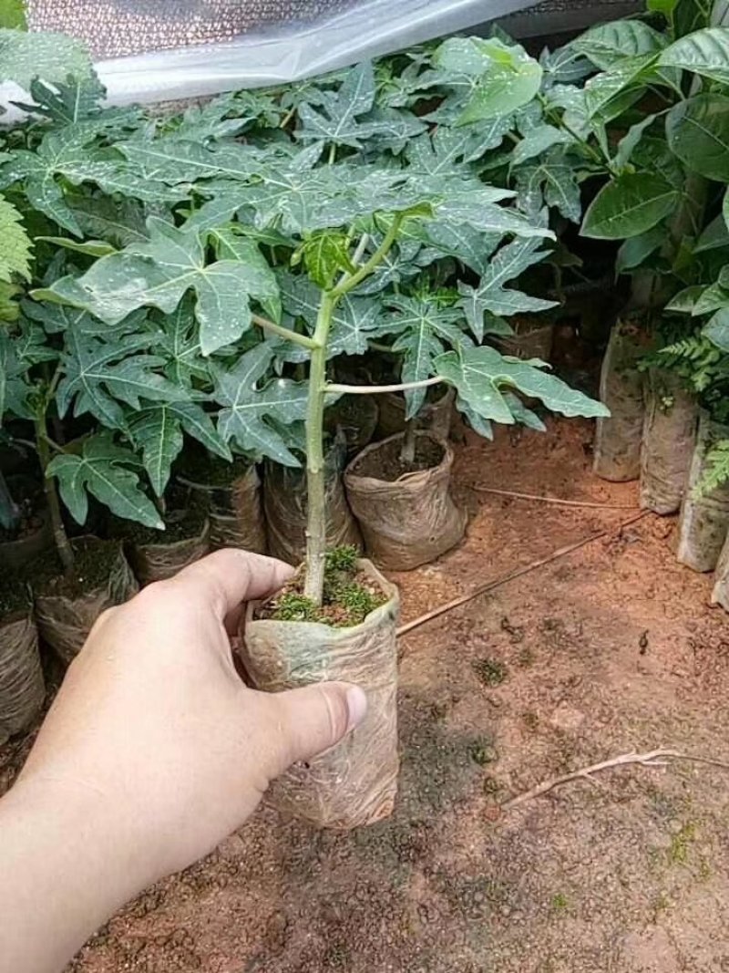 台湾番木瓜树苗南方木瓜苗红肉木瓜苗热销大青夏威夷水果
