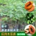 台湾番木瓜树苗南方木瓜苗红肉木瓜苗热销大青夏威夷水果
