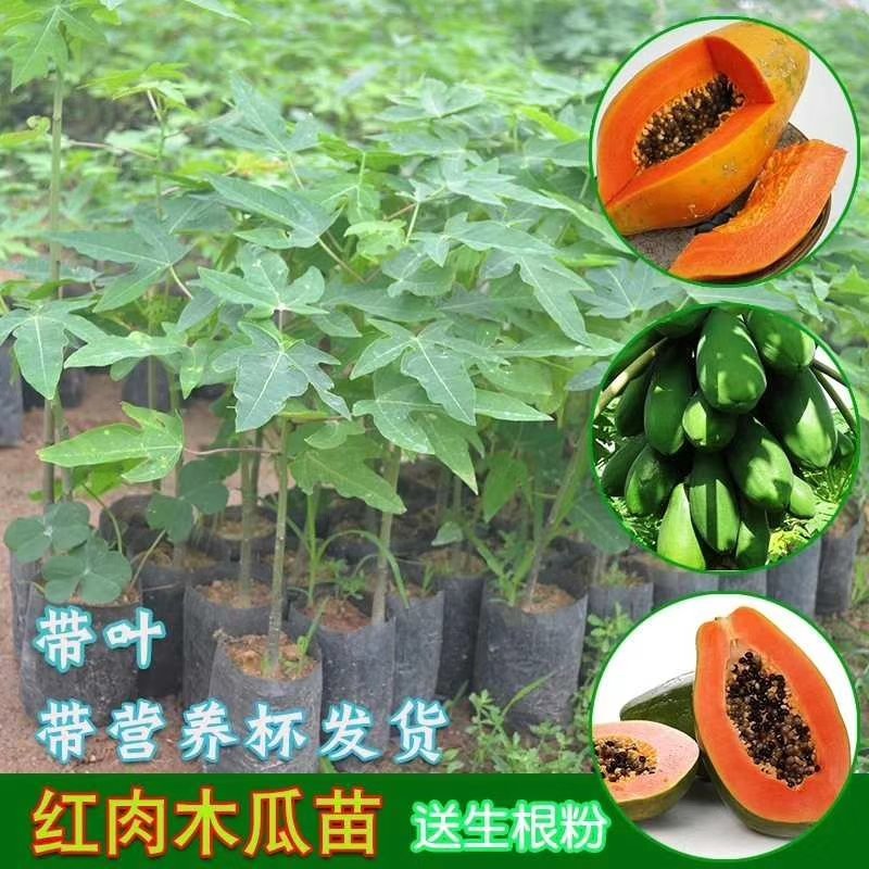 台湾番木瓜树苗南方木瓜苗红肉木瓜苗热销大青夏威夷水果