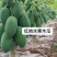 台湾番木瓜树苗南方木瓜苗红肉木瓜苗热销大青夏威夷水果