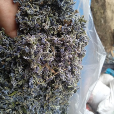 芫花野生先芫花也叫药鱼花