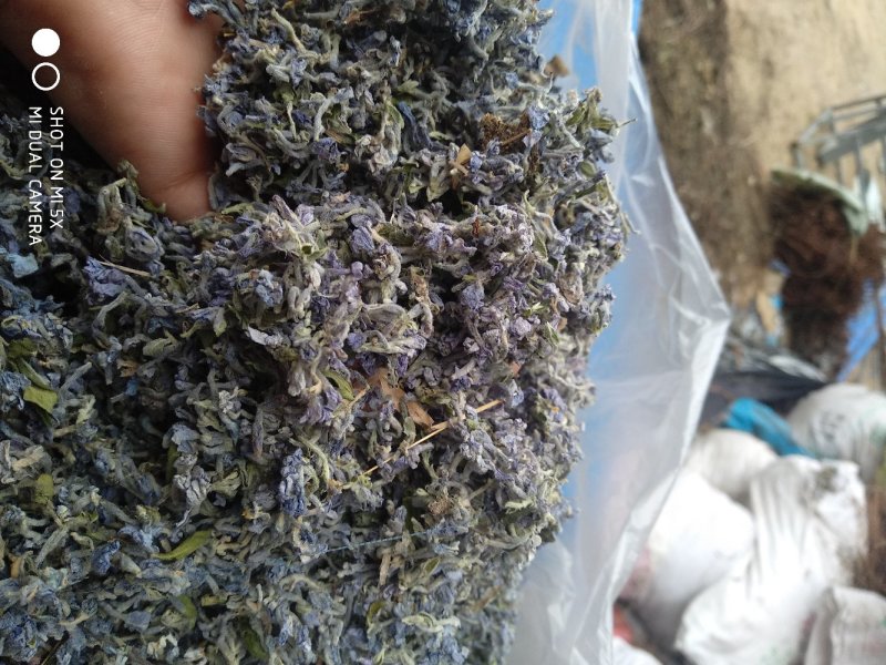 芫花野生先芫花也叫药鱼花