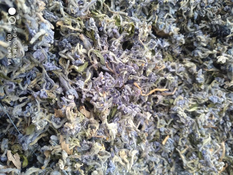 芫花野生先芫花也叫药鱼花