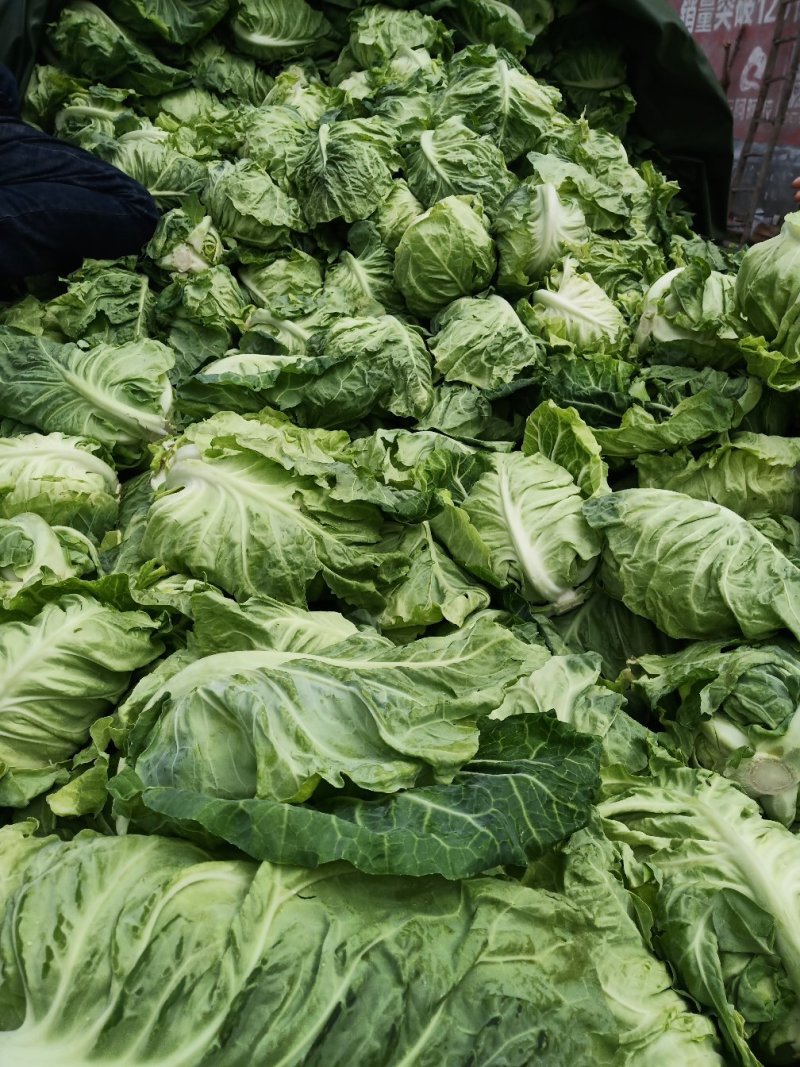 城固县牛芯包菜1斤以上正在大量上市中现货