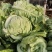 城固县牛芯包菜1斤以上正在大量上市中现货