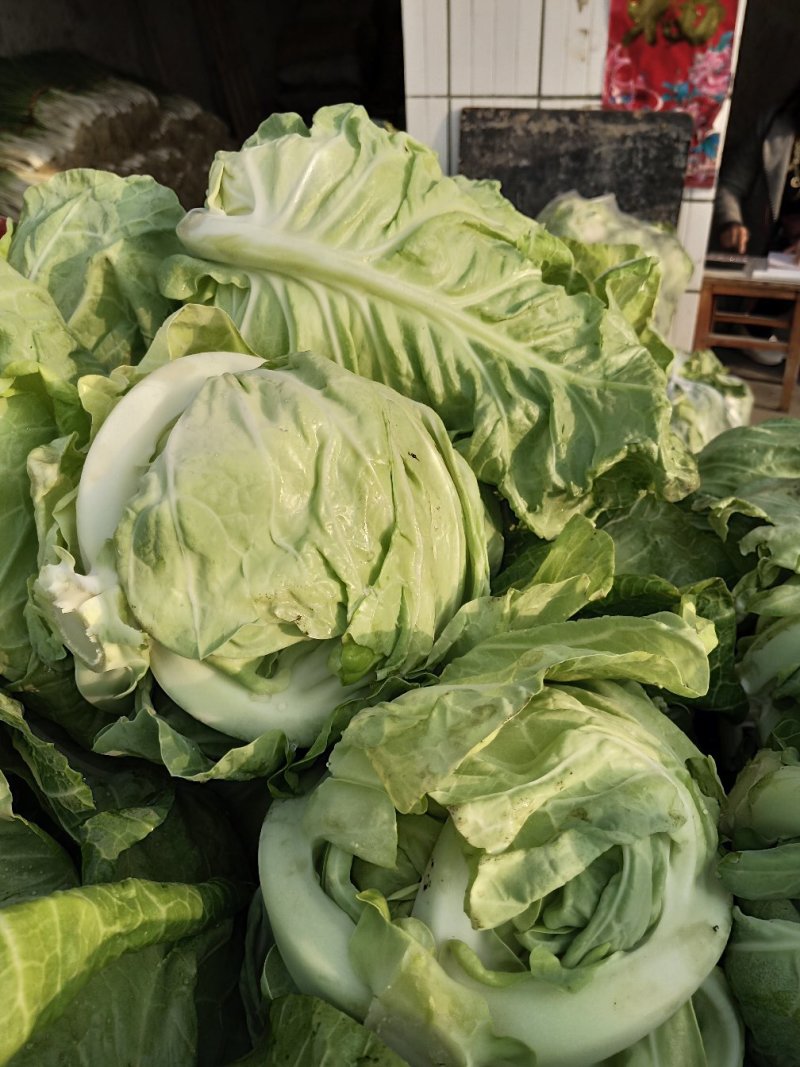 城固县牛芯包菜1斤以上正在大量上市中现货