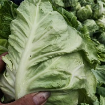 城固县牛芯包菜1斤以上正在大量上市中现货