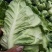 城固县牛芯包菜1斤以上正在大量上市中现货
