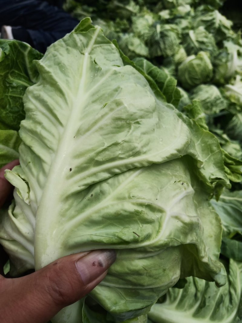 城固县牛芯包菜1斤以上正在大量上市中现货