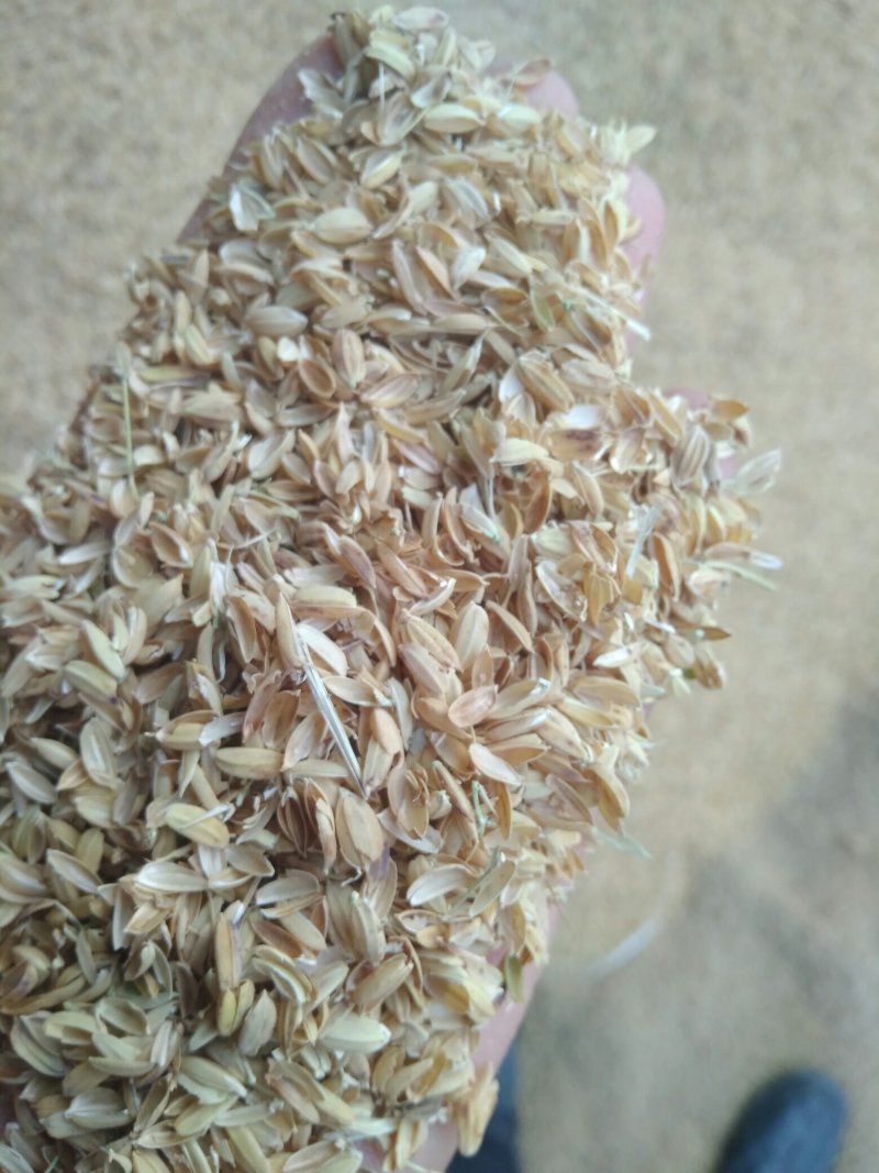 新鲜稻壳