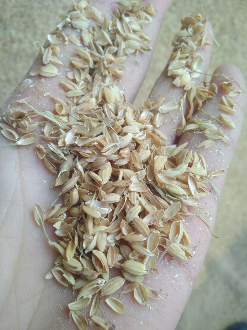新鲜稻壳