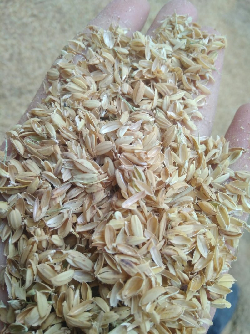 新鲜稻壳