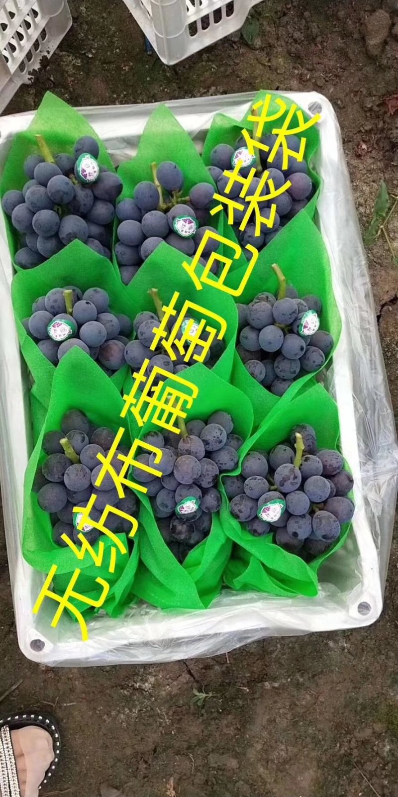 无纺布育苗袋