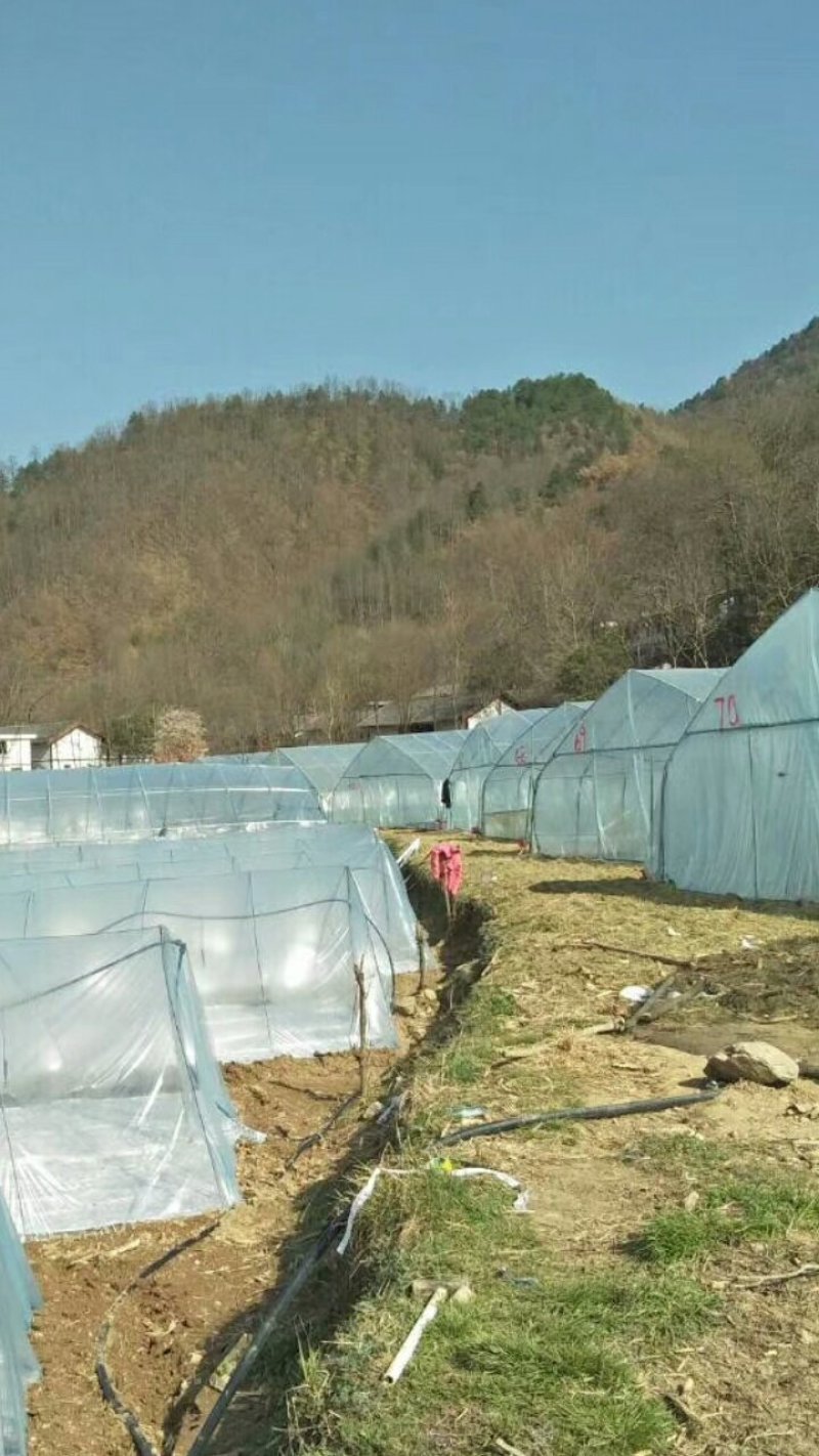 大棚无滴膜蓝色