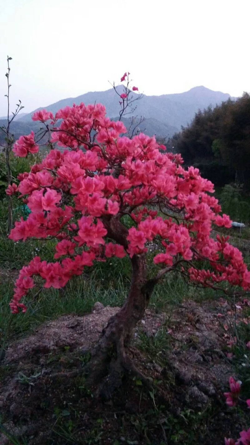 映山红精品盆景✔只做精品✔品质保证✔