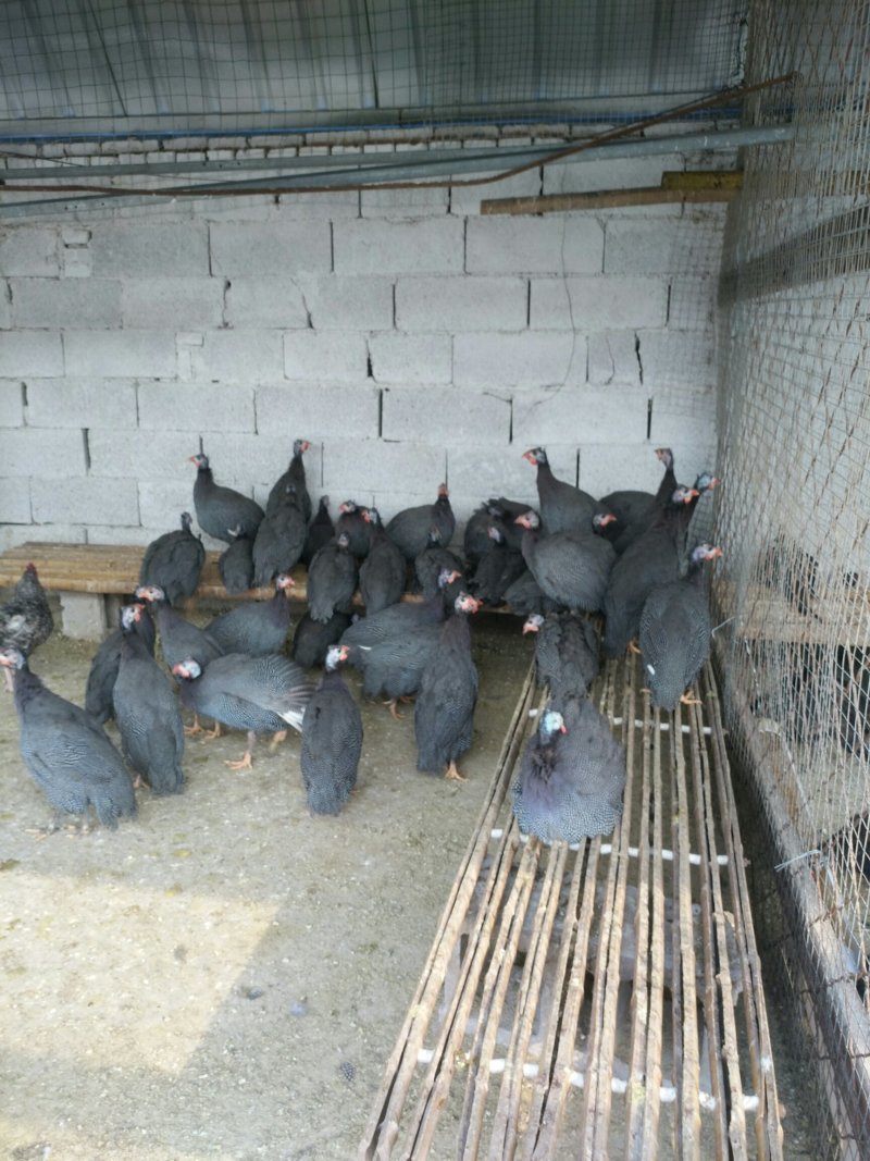 观赏鸡种蛋热销中包安全到家线上交易安全有保障
