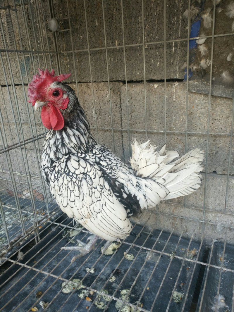 观赏鸡种蛋热销中包安全到家线上交易安全有保障