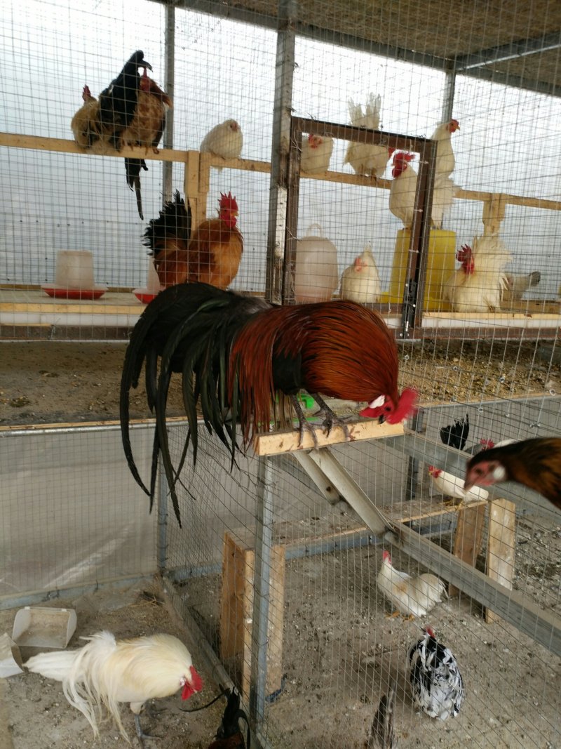 观赏鸡种蛋热销中包安全到家线上交易安全有保障