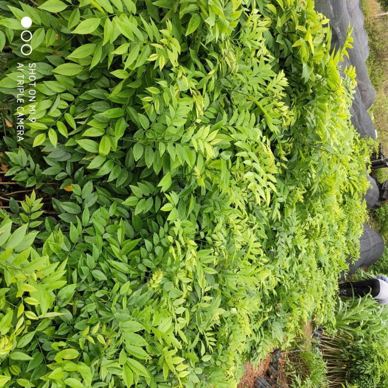 海南黄花梨树，降香黄檀，金丝楠，印度檀香，海南沉香，