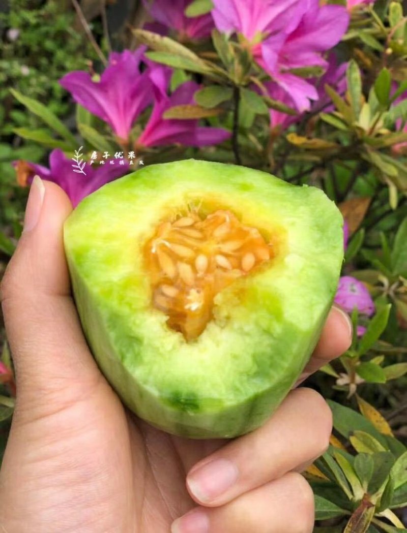 羊角蜜一件代发
