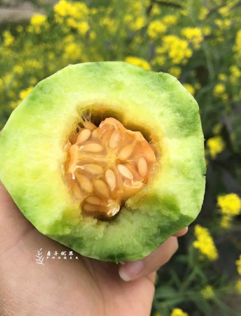 羊角蜜一件代发