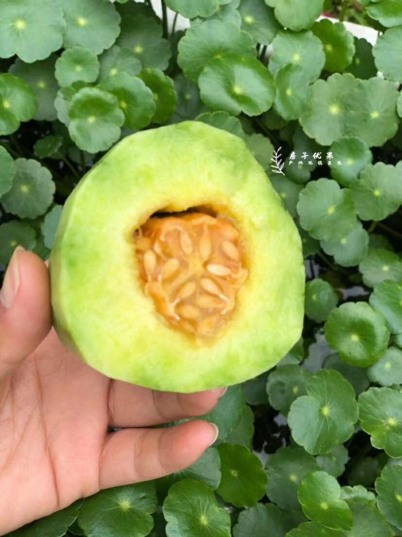 羊角蜜一件代发