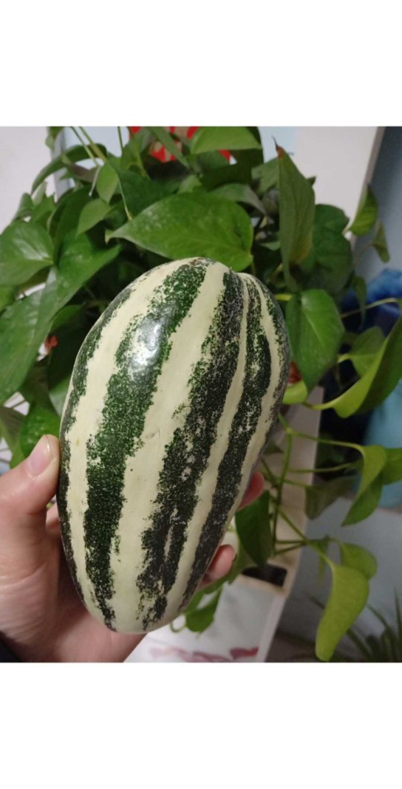 博洋甜瓜一件代发