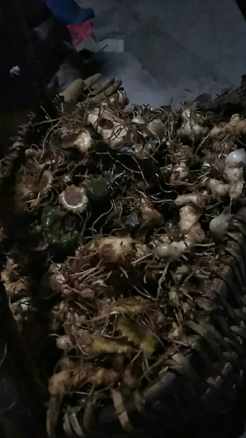 黄精