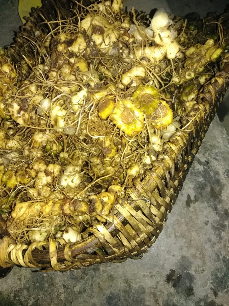 黄精