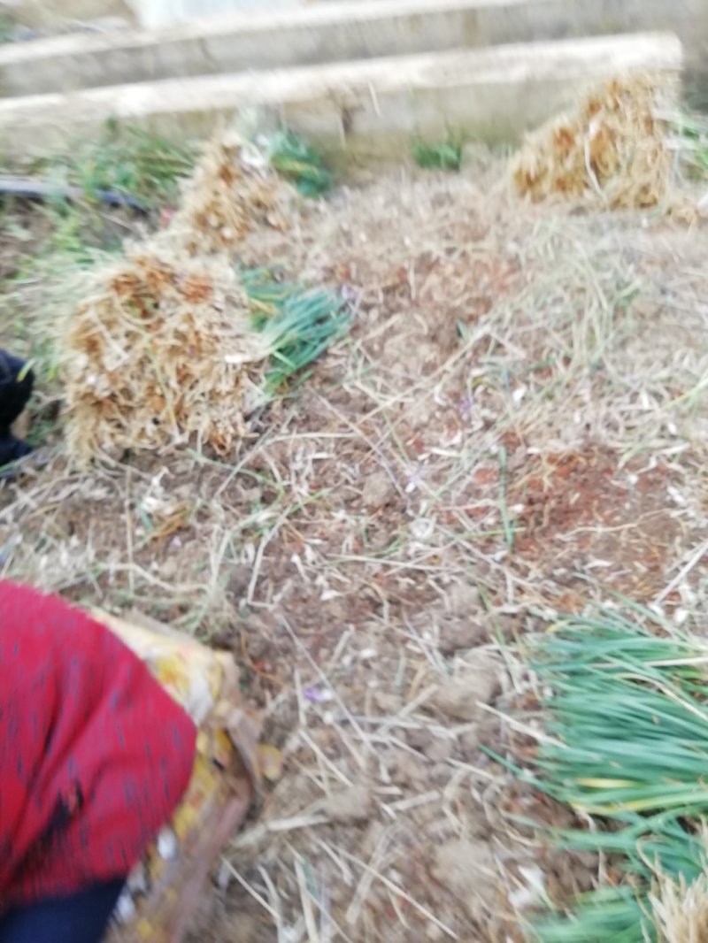 紫娇苗，根系发达，粗壮，爆芽率高，30--60分