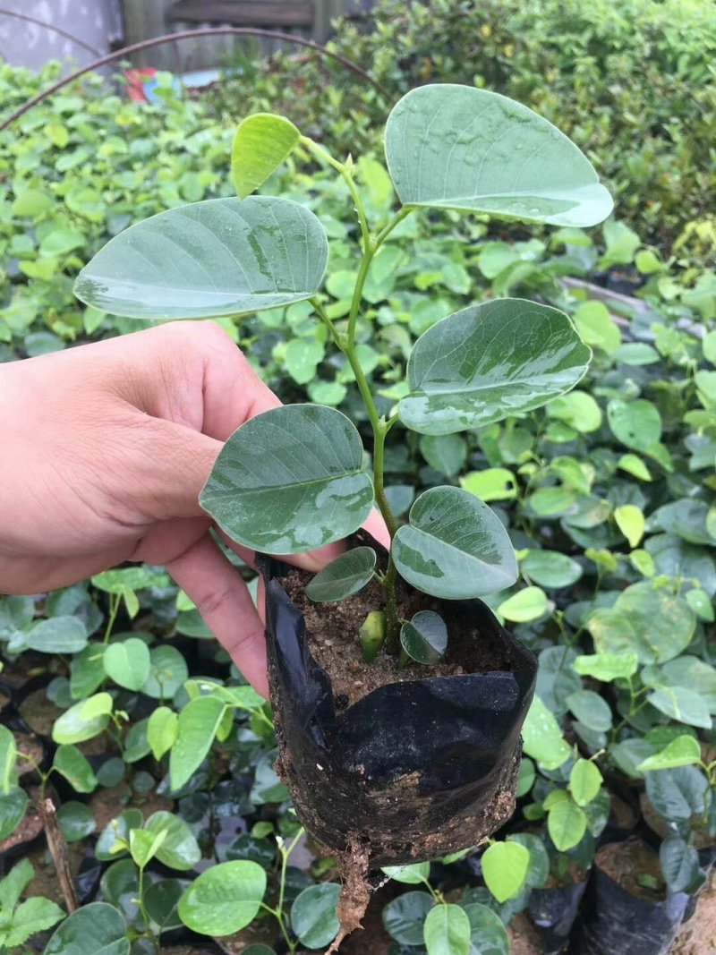正宗印度檀香紫檀，小叶紫檀名贵红木树苗基地直发，