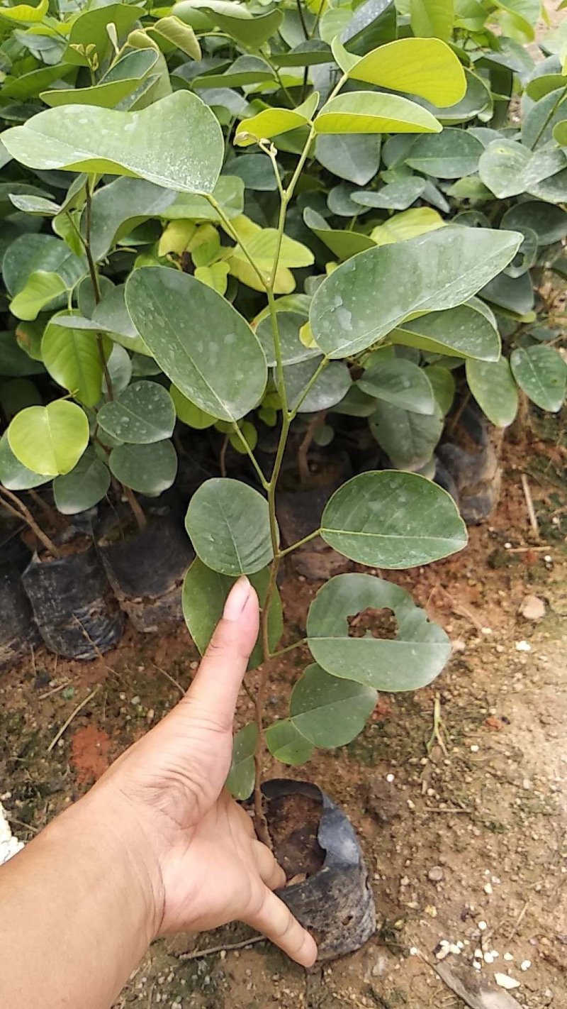 正宗印度檀香紫檀，小叶紫檀名贵红木树苗基地直发，
