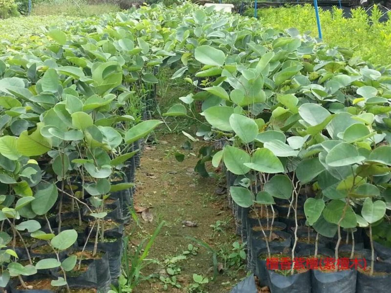 正宗印度檀香紫檀，小叶紫檀名贵红木树苗基地直发，