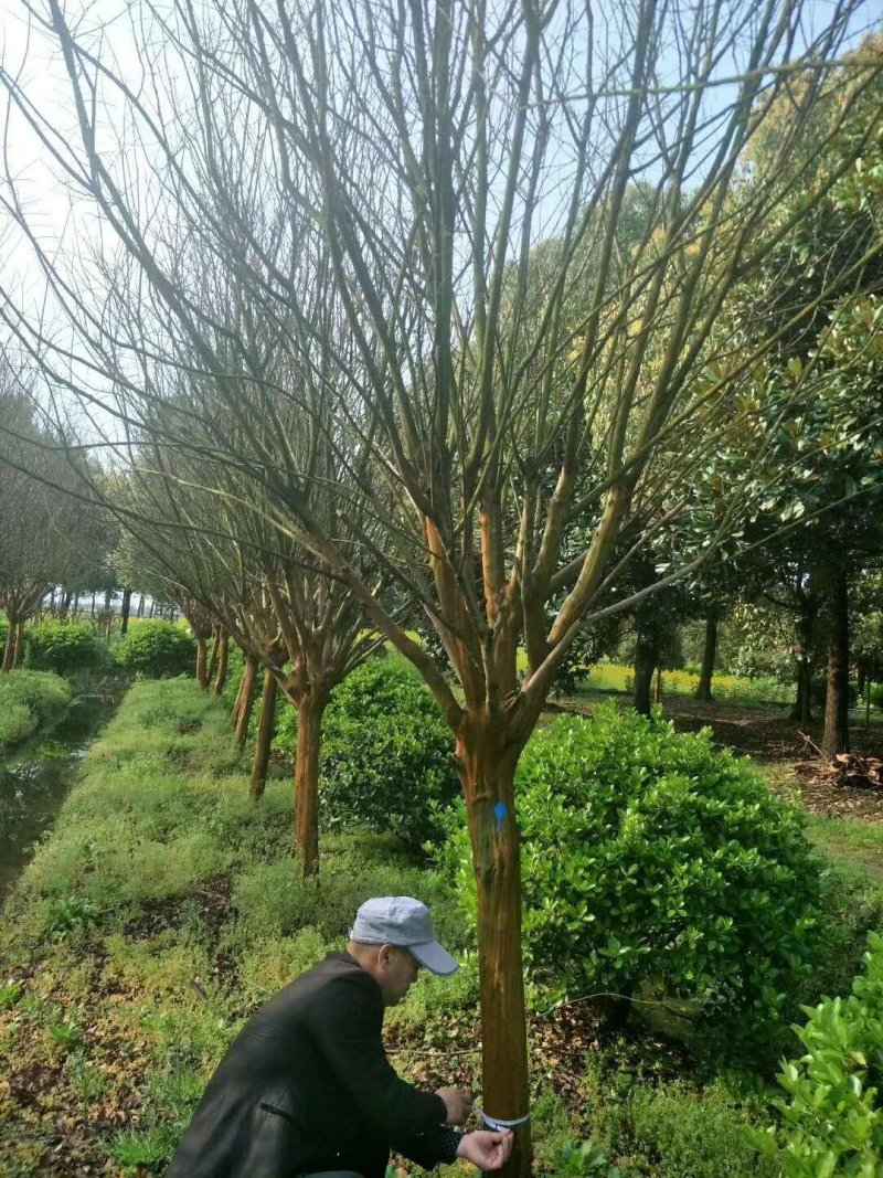 地径12公分紫薇分枝点一米品质优良价格实惠