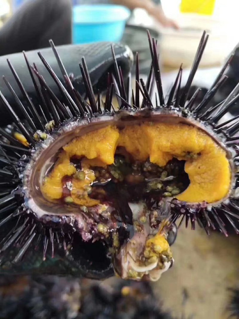 湛江硇洲海胆