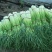 常年代收大蒜蒜薹