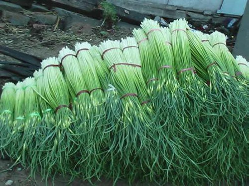 常年代收大蒜蒜薹