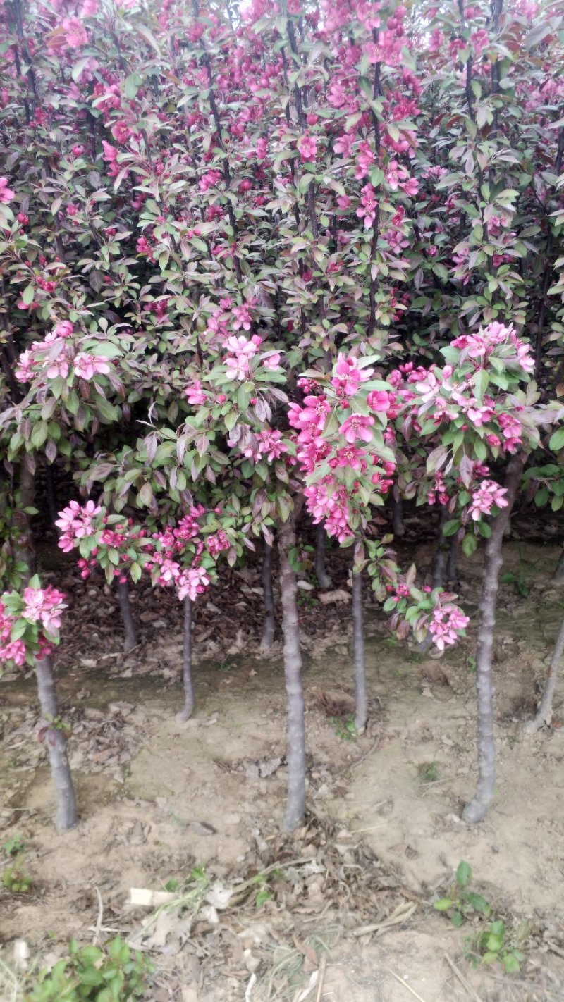 北美海棠
